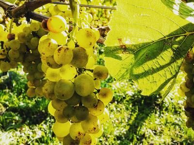 Weinbau von Tscharner AG
